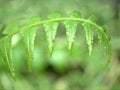 Close up of fern leaf plant in garden with green blurred background , nature leaves ,macro image , soft focus Royalty Free Stock Photo