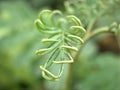 Close up of fern leaf plant in garden with green blurred background , nature leaves ,macro image , soft focus Royalty Free Stock Photo