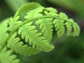 Close up of fern leaf plant in garden with green blurred background , nature leaves ,macro image , soft focus Royalty Free Stock Photo