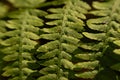Close up of a fern leaf, selective focus with lensbaby effect - Polypodiopsida Royalty Free Stock Photo