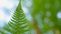 close-up. fern leaf with spores in the forest in the wind Royalty Free Stock Photo