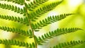 close-up. fern leaf with spores in the forest in the wind Royalty Free Stock Photo