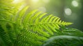 A close up of a fern leaf in the sunlight, AI Royalty Free Stock Photo