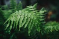 A close up of a fern leaf with water droplets. AI generative image.