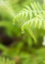 Close-up of Fern leaf with water drops Royalty Free Stock Photo