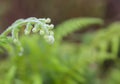 Close-up of Fern leaf with water drops Royalty Free Stock Photo