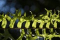 Close up Fern leafs and Spore Propagation in nature background. Royalty Free Stock Photo