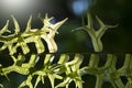 Close up Fern leafs and Spore Propagation in nature background. Royalty Free Stock Photo