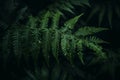 a close up of fern leaves on a dark background Royalty Free Stock Photo