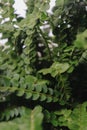 close up of fern leaves plant in a pot, blurred background Royalty Free Stock Photo