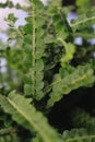 close up of fern leaves plant in a pot, blurred background Royalty Free Stock Photo