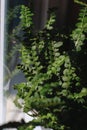 close up of fern leaves plant in a pot, blurred background Royalty Free Stock Photo