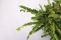 close up of fern leaves plant in a pot, white background Royalty Free Stock Photo