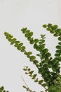 close up of fern leaves plant in a pot, white background Royalty Free Stock Photo