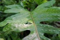 Close up of fern leaves, Sporophyte and Gametophyte.