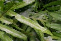 Close up of fern leaves, Sporophyte and Gametophyte.