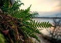 close-up of fern leaves on tree against sky Royalty Free Stock Photo