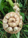 Close up of a fern plant coiled
