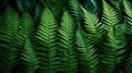 A close-up of a fern\'s frond texture pattern, showcasing the feathery and delicate structure by AI generated