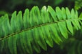 Close-up Fern species green leaf