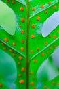 Close-up of a fern with sporangia and spores on the underside of a leaf in a botanical garden