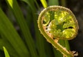 Fern fiddlehead