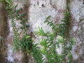 Fern Vine growing on large tree