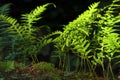Close up of ferns growing on a forest floor Royalty Free Stock Photo