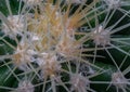Close-up of Ferocactus echidne with sharp white prickles Royalty Free Stock Photo