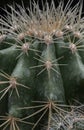 Close-up of Ferocactus echidne with sharp white prickles Royalty Free Stock Photo