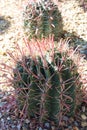 Close up of Ferocactus wislizeni in the Arizona desert on a sunny day