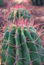 Close up of a Ferocactus wislizeni cactus, Fishhook Barrel Cactus