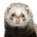 Close-up of Ferret, 1 year old