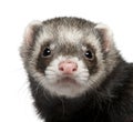Close-up of ferret, 3 years old Royalty Free Stock Photo