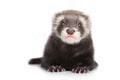Ferret puppy on a white background Royalty Free Stock Photo