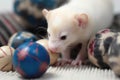 close-up of ferret toys with bite marks and scratches