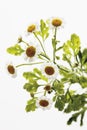 Close up of feverfew flowers