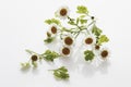 Close up of feverfew flowers