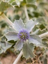 Close-up of a feverweed prickle plant with thorny. Eryngium maritimum - Sea Holly