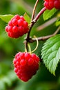 Close-up of a few raspberry berries.