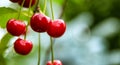 Close-up of few red cherries growing on tree branch Royalty Free Stock Photo