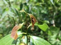 Close up of a few young leaves on top of a cinnamon plant with small multi color caterpillar