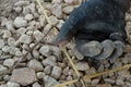 fiberglass reinforcement lies on the rubble, next to the hand of a worker in a torn glove and a nail