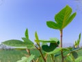 Close up Ficus carica or fig tree with blue sky background in sun light Royalty Free Stock Photo