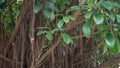 Close-up of the Ficus macrophylla, commonly known as Australian Banyan or the Moreton Bay figTrees Royalty Free Stock Photo