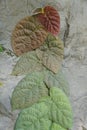 Close up of Ficus Villosa plants climbing the rocks