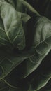 Close up of a Fiddle-leaf fig plant mobile wallpaper Royalty Free Stock Photo