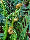 Close up, fiddlehead ferns, Portland, Oregon