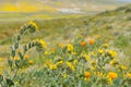 Close up of Fiddleneck Amsinckia tesselata wildflowers blooming on the hills, California