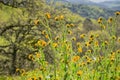 Close up of Fiddleneck Amsinckia tesselata wildflowers blooming on the hills, California